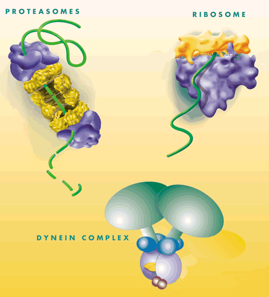 Asc2P Telomere Shortening